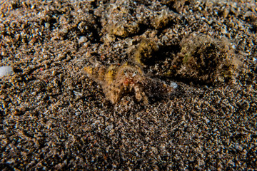 Carrier Hermit Crab in the Red Sea, Eilat Israel