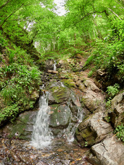 Powerful stream in summer forest. Waterfall in the forest.