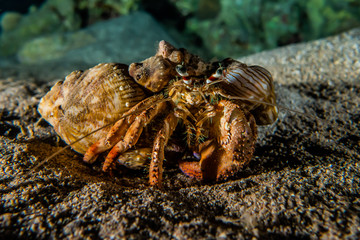 Carrier Hermit Crab in the Red Sea, Eilat Israel