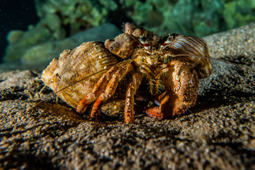 Carrier Hermit Crab in the Red Sea, Eilat Israel
