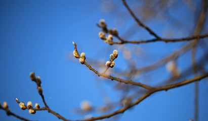 Nice fresh flowering pussy willow branches in early spring. Salix caprea