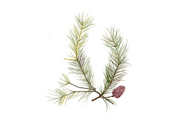 pine branch with cones