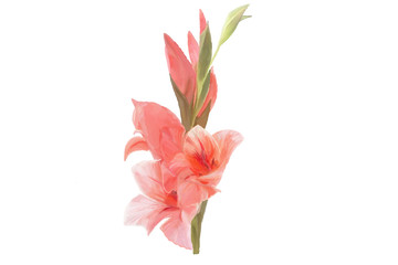 bouquet of pink lilies isolated on white background