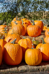 Pumpkins ready for carving on Halloween sitting on wood table on a sunny day in October