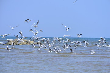 Seagulls fly in free