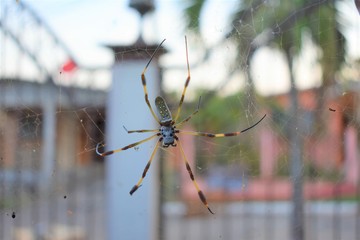 Spider web anima