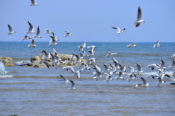 Seagulls fly in free