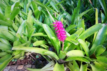 Obraz premium Top view of pink Bromeliad plant tropical flower as a background (Bromeliaceae) 