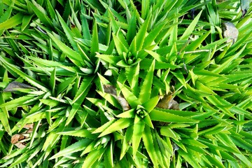 Top view of Aloe Vera in the garden as a background, Tropical green plants (Lilium,  Asphodelaceae, alovera,  Plantae)