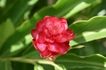 pink flower garden