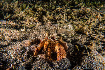 Carrier Hermit Crab in the Red Sea, Eilat Israel