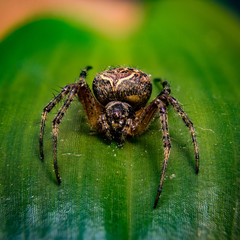 Macro fotografía de araña de campo colorida sobre hoja verde