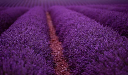 Schilderijen op glas lavender field france © .shock