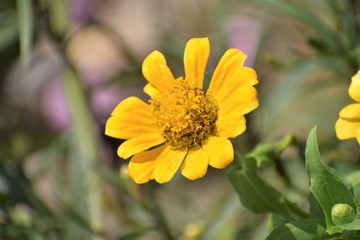 yellow flower closeup