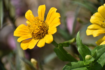 yellow flower closeup