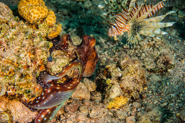 Octopus king of camouflage in the Red Sea, eilat israel 