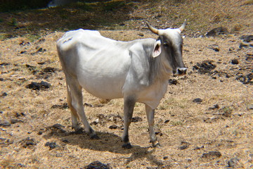 Cow white and black