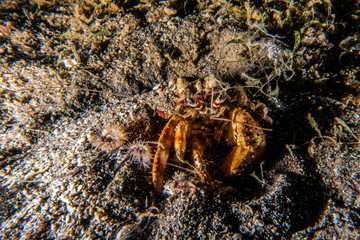 Carrier Hermit Crab in the Red Sea, Eilat Israel