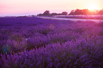 Plakat colorful sunset at lavender field