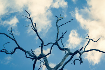Barren dry dead tree for hopeless pain and agony concept.  Destruction and despair in a hot dry place with hot sun.  Aged dead tree.