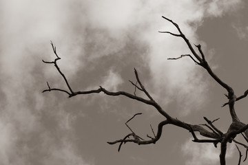 Barren dry dead tree for hopeless pain and agony concept.  Destruction and despair in a hot dry place with hot sun.  Aged dead tree.