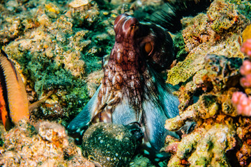 Fototapeta na wymiar Octopus king of camouflage in the Red Sea, eilat israel 