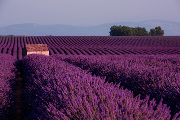Fototapeta na wymiar stone house at lavender field