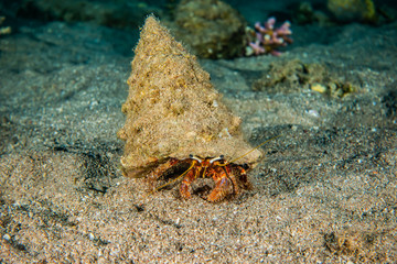 Bristled Hermit Crab in the Red Sea Colorful and beautiful, Eilat Israel