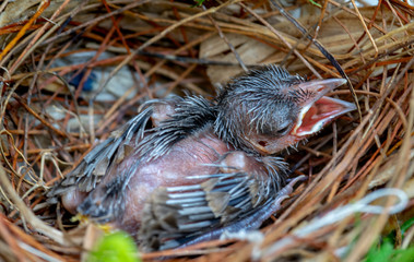 Naklejka na ściany i meble Newborn Bird Babies In Robin Nest - Closeup look inside of a robin's bird nest with newborn baby bird sleeping peacefully