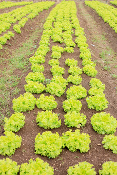 Planta&ccedil;&atilde;o de Alface
