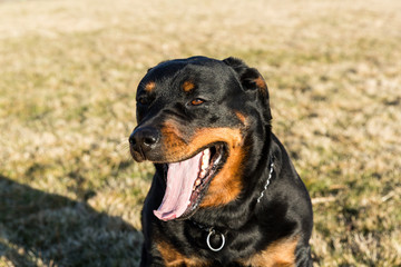 Rottweiler dog hanging out in the grass relaxing at a park