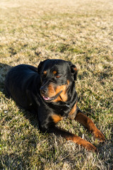 Fototapeta premium Rottweiler dog hanging out in the grass relaxing at a park