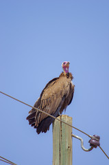 Vulture sitting ontop of the electric line post in Ethiopia, February 2019