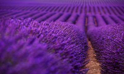 Close up Bushes of lavender purple aromatic flowers