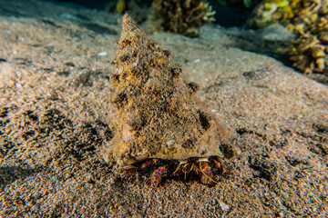 Bristled Hermit Crab in the Red Sea Colorful and beautiful, Eilat Israel
