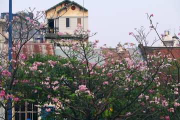Fototapeta na wymiar pink tabebuia rosea flower bloom cover old house
