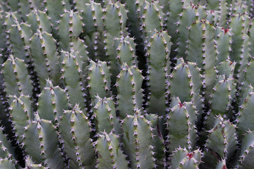 Fototapeta premium Pattern and texture of succulent plant cactus.