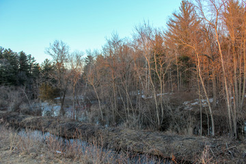 forest in winter