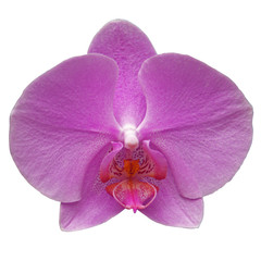 Orchidée 