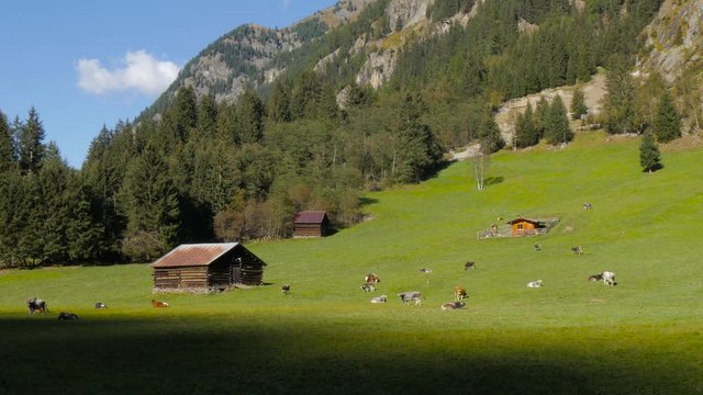 Group Of Simmental Breen &ndash; Cow in Austria meadow