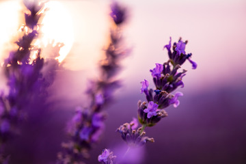 Close up Bushes of lavender purple aromatic flowers
