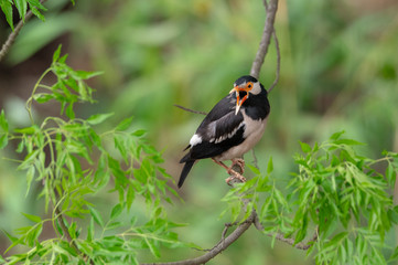 Pied Myna or Gracupica contra