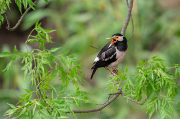 Pied Myna or Gracupica contra