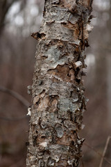 trunk of birch tree with old birch bark, lagging behind the tree old birch bark, textured trunk of birch tree - 257802070