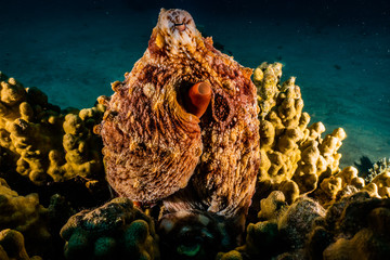 Octopus king of camouflage in the Red Sea, eilat israel 