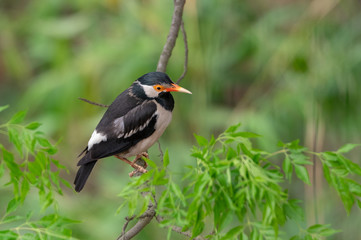 Pied Myna or Gracupica contra