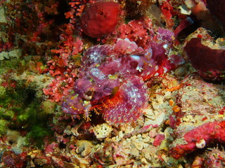 Fototapeta na wymiar The amazing and mysterious underwater world of Indonesia, North Sulawesi, Bunaken Island, scorpionfish