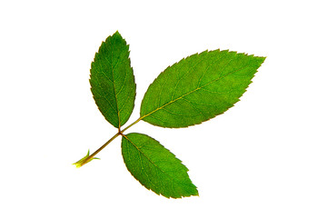 Close up red of Floribunda rose flower
