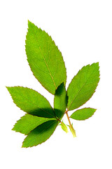 Close up leaves of Floribunda rose.