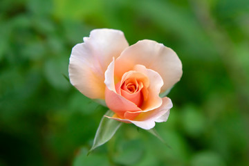 Soft orange rose flower